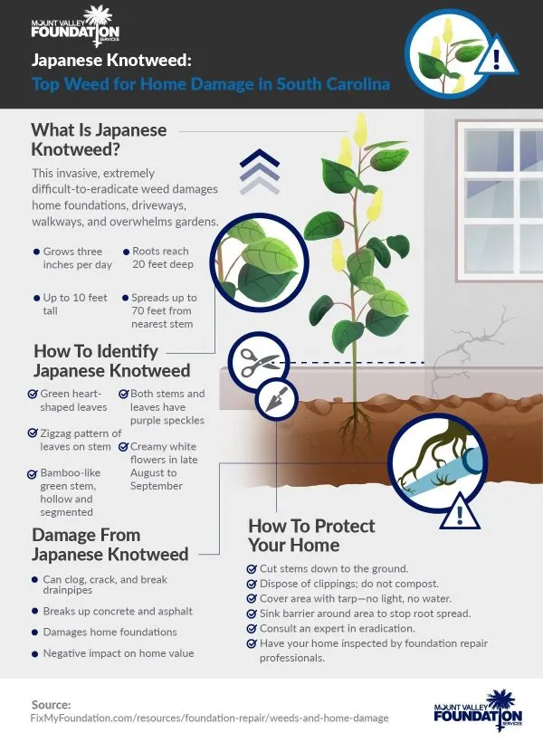 Infographic